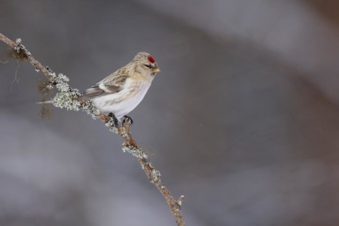 Northern arctic redpoll (Acanthis hornemanni), in the snow, Kaamanen, Finland, Europe