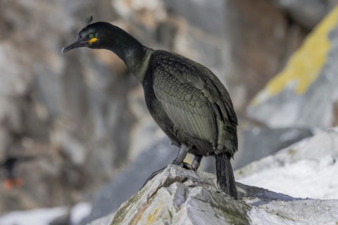 Common shag (Phalacrocorax aristotelis), feather crest, winter, in the snow, Hornoya, Hornoya,