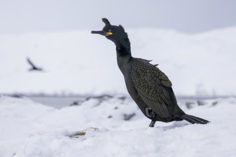 Common shag (Phalacrocorax aristotelis), feather crest, winter, in the snow, Hornoya, Hornoya,