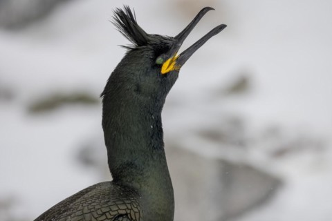 Common shag (Phalacrocorax aristotelis), portrait, calling, crest of feathers, winter, in the snow,