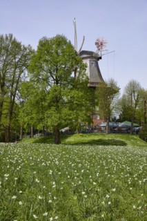 Mill Am Wall and flower field in the Wallanlagen in Bremen, Hanseatic City, State of Bremen,