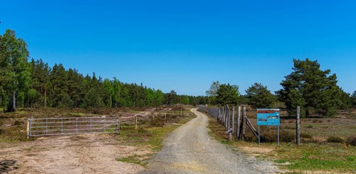 Schoenower Heide nature reserve, Schoenow, Brandenburg, Germany, Europe