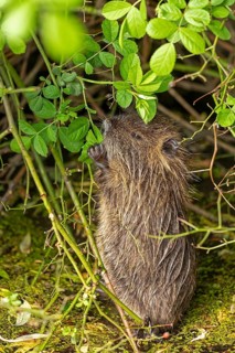Nutria (Myocastor coypus) young animal standing on hind legs and eating leaf, Wilhelmsburg,