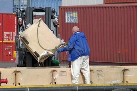 Man standing in front of large containers of Fish, Fishery, Westman Islands, Iceland, Europe
