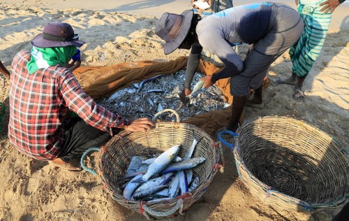 Traditional fishing hauling nets Nilavelli beach, near Trincomalee, Eastern province, Sri Lanka,