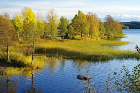 Autumn coloured trees on the calm water of a reedy lake, foliage colouring, Hoegbyn, Dals Langed,