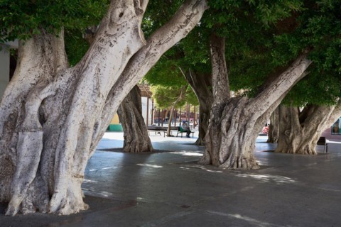Old, massive trees in the Plaza de la Constitucion, gajumaru (Ficus microcarpa), also known as