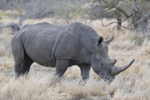 Southern white rhinoceros (Ceratotherium simum simum), adult female walking in dry grass, foraging,