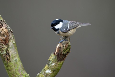 Coal tit (Parus ater), adult bird, Dingdener Heide nature reserve, North Rhine-Westphalia, Germany,