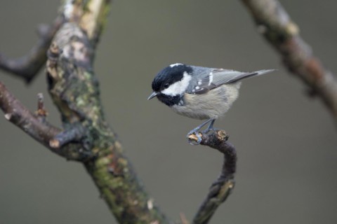 Coal tit (Parus ater), adult bird, Dingdener Heide nature reserve, North Rhine-Westphalia, Germany,
