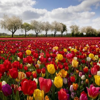 Splendid mixture on the tulip field in front of blossoming fruit trees, Grevenbroich, Lower Rhine,