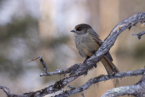 Siberian jay (Perisoreus infaustus), in the snow, Kaamanen, Finland, Europe