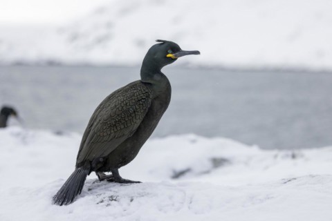 Common shag (Phalacrocorax aristotelis), feather crest, winter, in the snow, Hornoya, Hornoya,