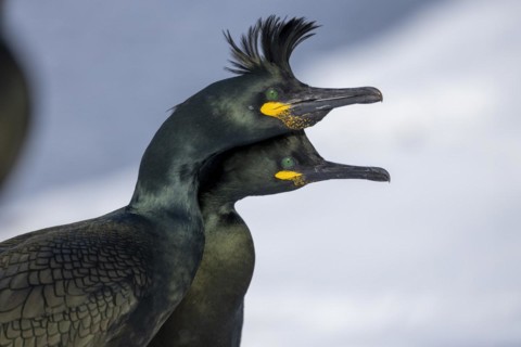 Common shag (Phalacrocorax aristotelis), pair, plumage, winter, in the snow, Hornoya, Hornoya,