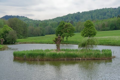Island in fish breeding pond, Egyptian goose, Harrier, pond, fish pond, pond, Schwaebisch Hall,