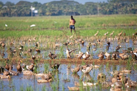 Ducks bathing on a flooded field, Indian man with umbrella watching, Kavanattinkara, Backwaters,