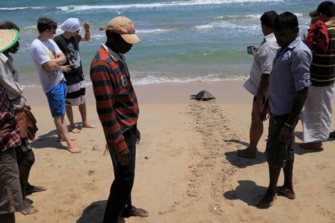 Traditional fishing hauling nets Nilavelli beach, near Trincomalee, Eastern province, Sri Lanka,