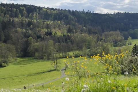 Spring in the Rottal near Wielandsweiler, Mainhardter Wald, Schwaebisch-Fraenkischer Wald Nature