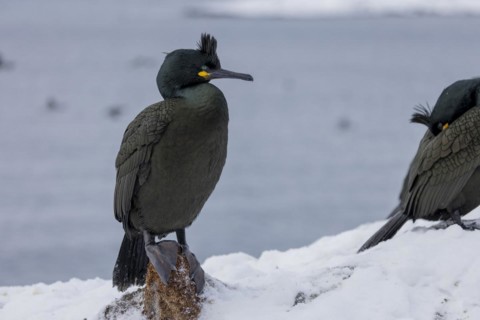 Common shag (Phalacrocorax aristotelis), feather crest, winter, in the snow, Hornoya, Hornoya,