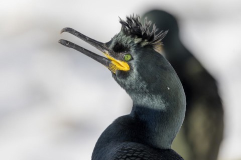 Common shag (Phalacrocorax aristotelis), portrait, feather crest, winter, in the snow, Hornoya,