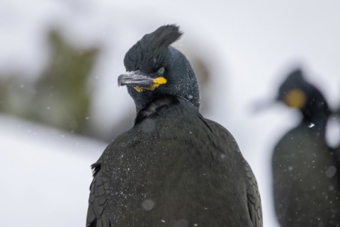 Common shag (Phalacrocorax aristotelis), plumage, winter, snow drift, Hornoya, Hornoya,
