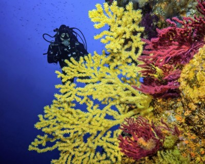 Diver in Mediterranean reef looking at fan of Yellow Gorgonian (Eunicella cavolinii) Sea fans and