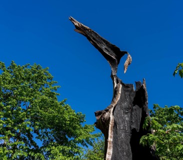 Burnt-out tree stump, Berlin, Germany, Europe