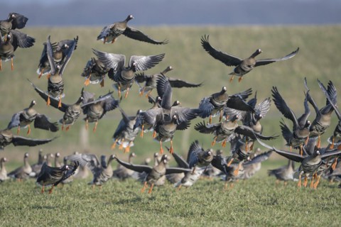 Greater white-fronted goose (Anser albifrons), flock of geese taking off, Bislicher Insel, Xanten,