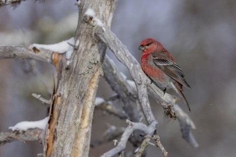 Pine grosbeak (Pinicola enucleator), in the snow, Kaamanen, Finland, Europe