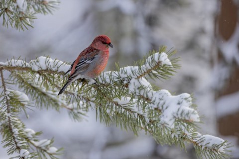Pine grosbeak (Pinicola enucleator), in the snow, Kaamanen, Finland, Europe
