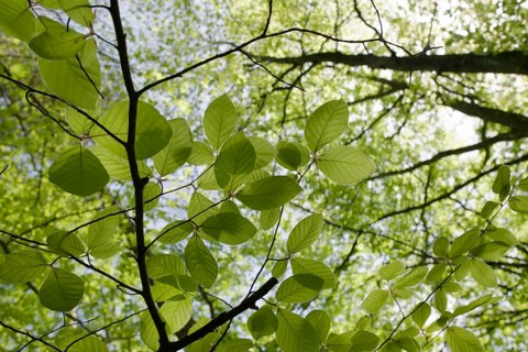 Beech in spring dress, Swabian-Franconian Forest nature park Park, photosynthesis, spring, April,