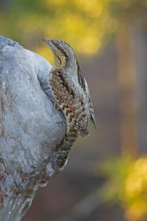 Eurasian Wryneck (Jynx torquilla) at breeding den in sunrise, spring, Middle Elbe Biosphere