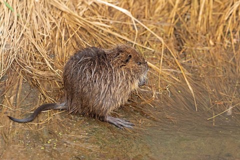 Nutria (Myocastor coypus) young animal, Wilhelmsburg, Hamburg, Germany, Europe