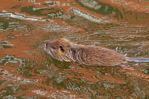 Nutria (Myocastor coypus) young animal swimming, Wilhelmsburg, Hamburg, Germany, Europe