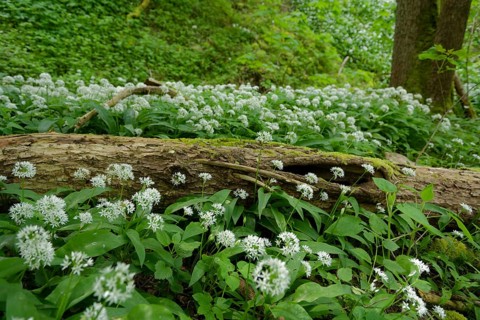Ramson in bloom in the Kupfertal, Neufels, Neuenstein-Neufels, hiking, recreation, nature, copper,