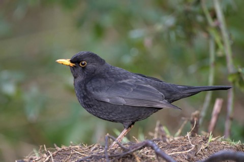 Blackbird (Turdus merula), male, Dingdener Heide NSG, North Rhine-Westphalia, Germany, Europe