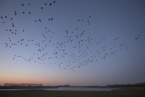 Barnacle goose (Branta leucopsis), flock of geese in flight at sunrise, starting from the roost,