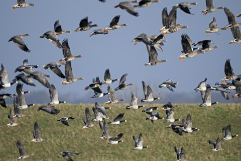 Greater white-fronted goose (Anser albifrons) and barnacle goose (Branta leucopsis), flock of geese