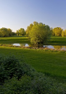 Nature reserve Uedesheimer Rheinaue in the evening light, Neuss, Lower Rhine, North