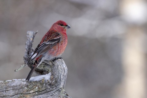 Pine grosbeak (Pinicola enucleator), in the snow, Kaamanen, Finland, Europe