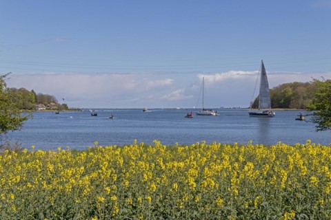 Thatched roof houses, herring fishing, sailing boat, boats, rape field, Rabelsund, Rabel, Schlei,