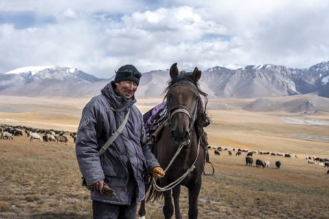 Nomadic life on a plateau, shepherd on horse, flock of sheep, dramatic high mountains, Tian Shan