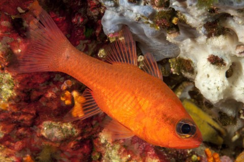 Close-up of Red Cardinalfish (Apogon imberbis) Cardinalfish, Mediterranean Sea