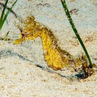 Long-snouted seahorse (Hippocampus guttulatus) clinging to stalk of Neptune Grass (Posidonia