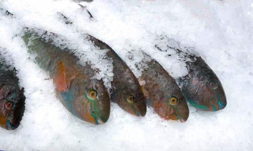 Display of fish caught whole fish blueband parrotfish (Scarus ghobban) on ice in refrigerated