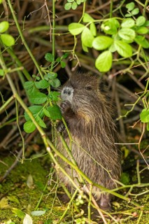 Nutria (Myocastor coypus) young animal standing on hind legs and eating leaf, Wilhelmsburg,