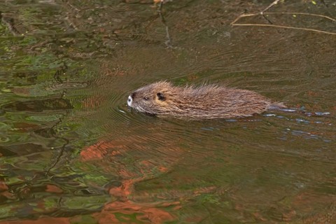 Nutria (Myocastor coypus) young animal swimming, Wilhelmsburg, Hamburg, Germany, Europe
