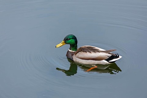 Mallard (Anas platyrhynchos) swimming, drake, reflection, Veringkanal, Wilhelmsburg, Hamburg,