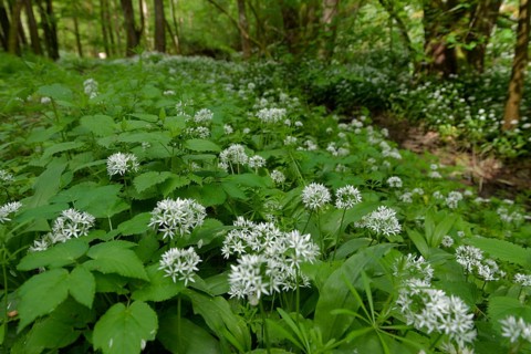 Ramson in bloom in the Kupfertal, Neufels, Neuenstein-Neufels, hiking, recreation, nature, copper,
