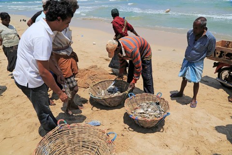 Traditional fishing hauling nets Nilavelli beach, near Trincomalee, Eastern province, Sri Lanka,